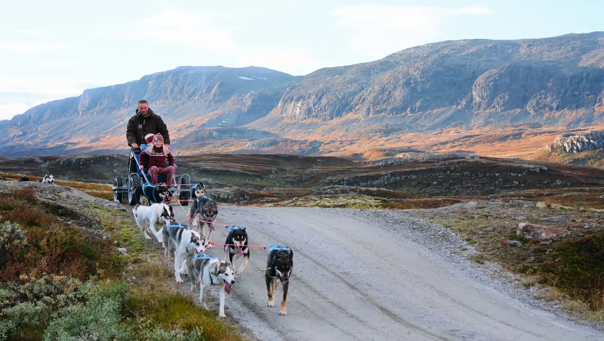 Hundekjøring i Ål