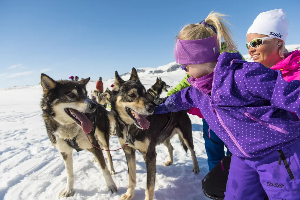 Hundekjøring på Bergsjøstølen i Ål