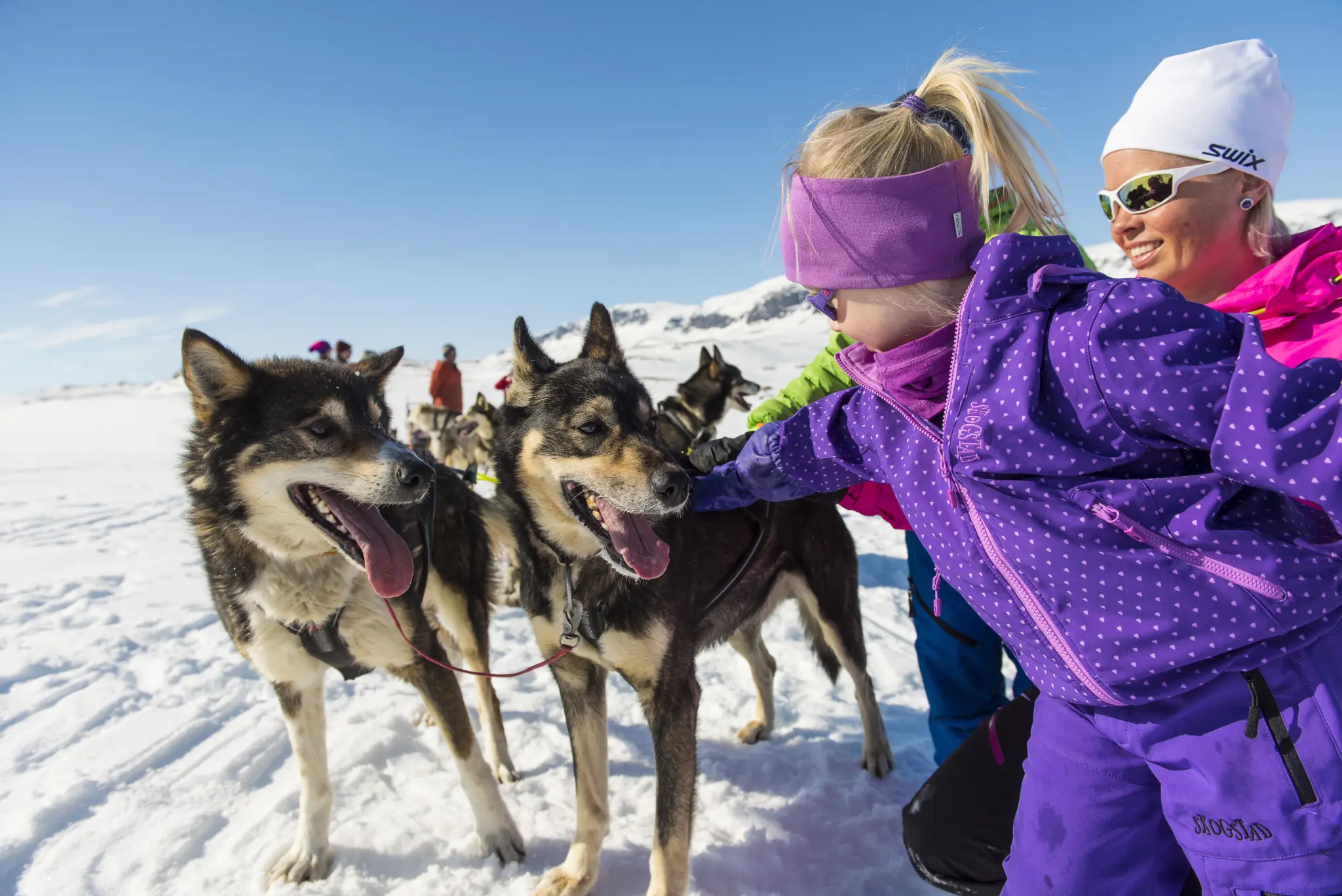 Hundekjøring på Bergsjøstølen i Ål