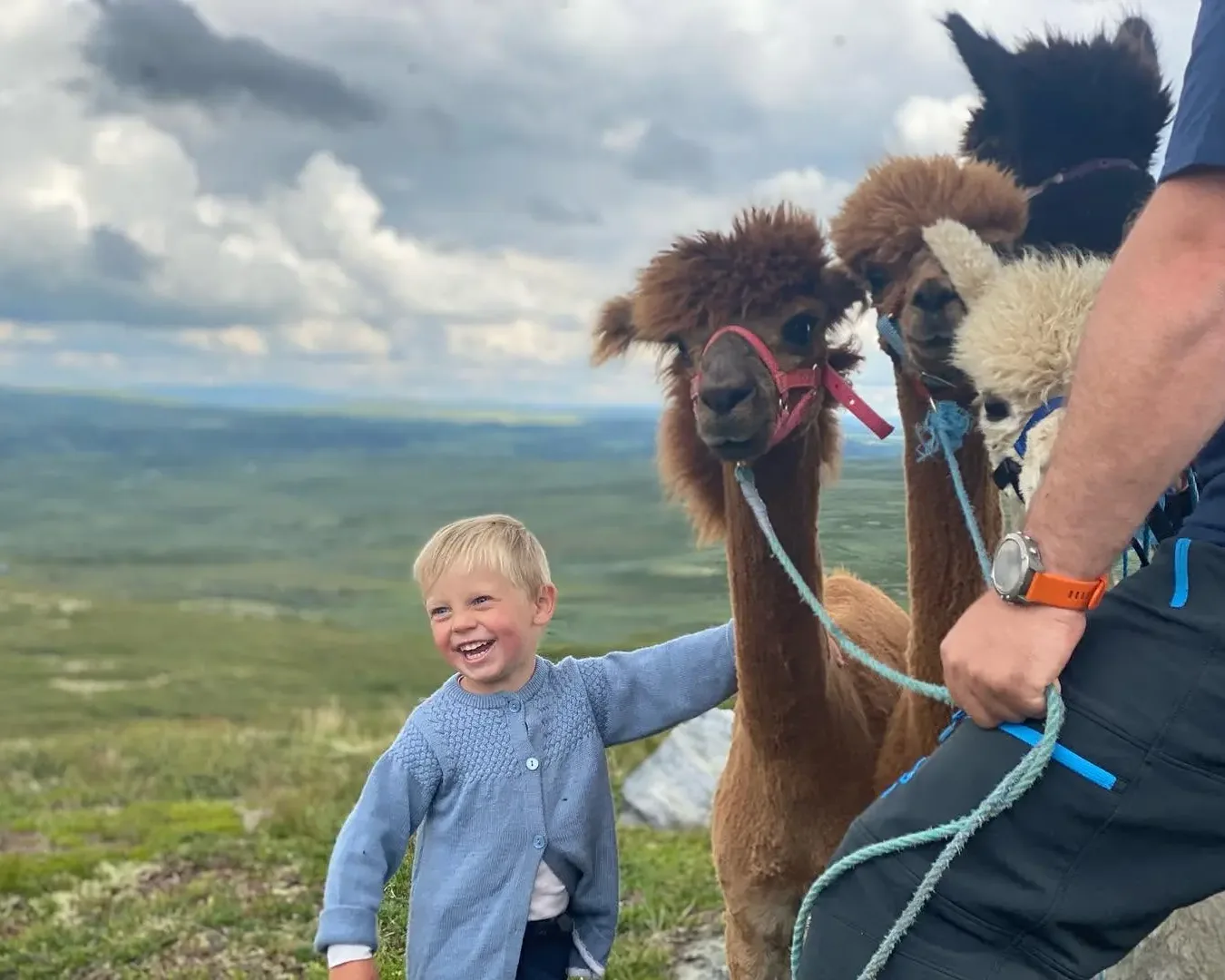 xFjellglad Alpakka tilbyr alpakkavandring i Ål